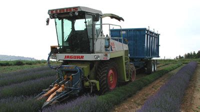 Lavender Harvest | Lavender plant, Lavender crafts, Lavender