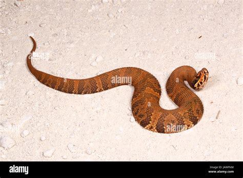 Florida cottonmouth snake hi-res stock photography and images - Alamy