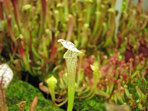 A visit to Predatory Plants! lots of photos!!! | The Sarracenia Forum