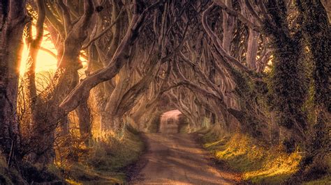 The Dark Hedges - Ballymoney, Northern Ireland - backiee