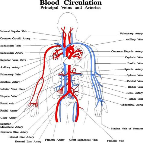 Blood vessels diagram