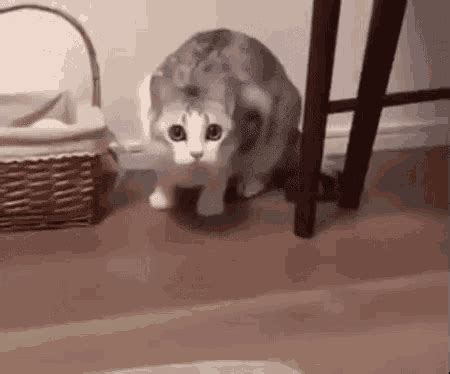 Come Here Cat GIF - ComeHere Cat - Discover & Share GIFs