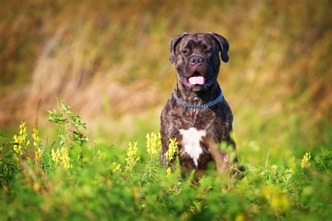 Bullmastiff Colors: A Handy Guide To 5+ Colors & Markings