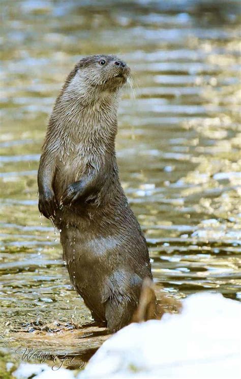 Eurasian Otter | Focusing on Wildlife