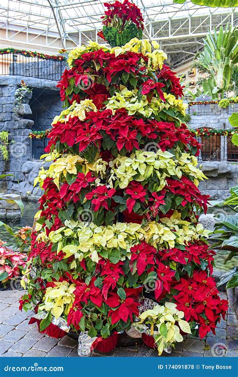 Poinsettia Christmas Tree stock photo. Image of colors - 174091878