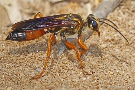 Great Golden Digger Wasp: Another Asian Giant Hornet Look-Alike