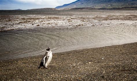 Penguins Tierra del Fuego stock photo. Image of beach - 91461176