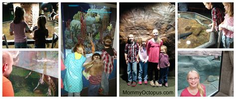 Tennessee Aquarium