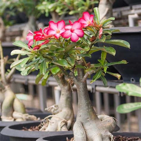 Desert Rose Rare Exotic Pink adenium Obesum Live Plant - Etsy Canada