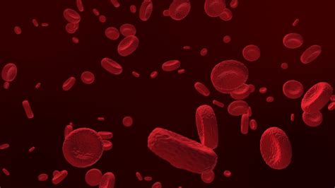 Animation of red blood cells floating motion graphics, free animated ...