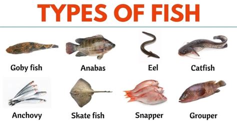 Types of Fish: List of 35+ Types of Fish from All Around the World - ESL Forums