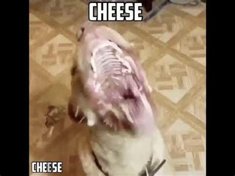 Cheese Dog Meme - YouTube