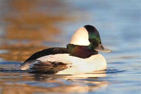 27 Ducks in Oregon – Let’s See Which Species You Can Spot