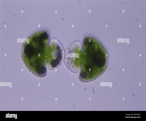 Ornamental alga Cosmarium in division under the microscope 100x Stock Photo - Alamy