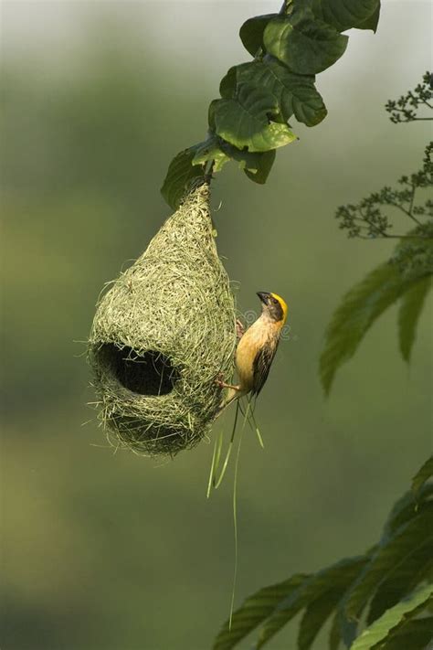 Baya Weaver Nest Stock Photos - Image: 3258773