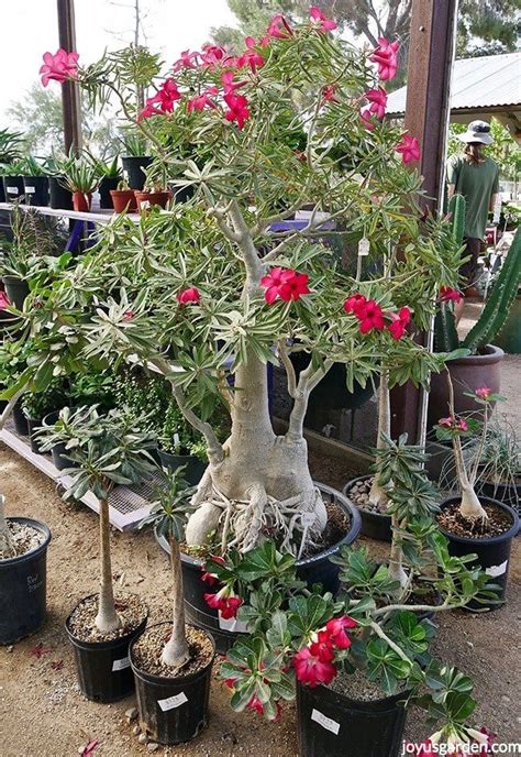 How to Repot a Beautiful Adenium (Desert Rose) | Desert rose plant ...