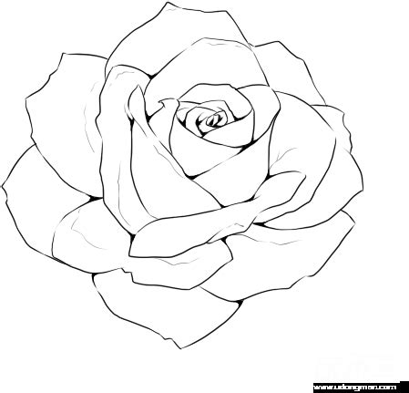 View and Download high-resolution Rose Line Drawing Template ...