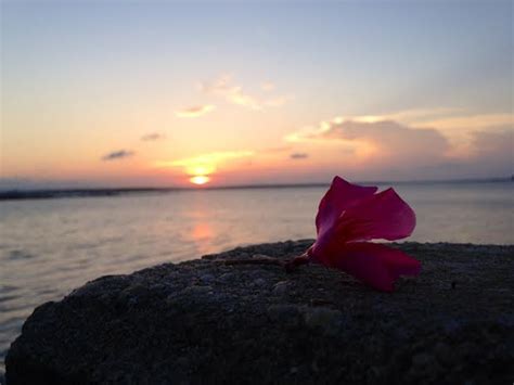 Sunrise on The Battery – Quiet Morning in Charleston - Charleston Daily