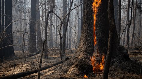 Hundreds of Trees Burned at Big Basin Redwoods State Park - The New ...