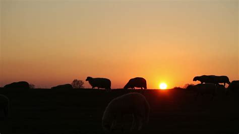 Sheep At Sunset 1278280 Stock Video at Vecteezy