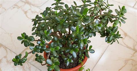 Reasons (and Fixes!) for Limp Leaves on Jade Plants | Gardener’s Path - ReportWire