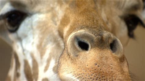 Linda McIngvale gives tour of exotic animals at Club Westside | khou.com