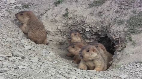 Lovely Moments Of Baby Marmots - Cute Marmots Gone Wild - YouTube