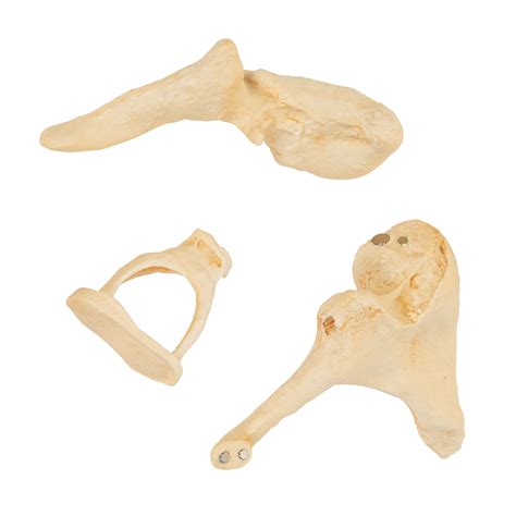 Ossicle Model | Middle Ear | Ear Models