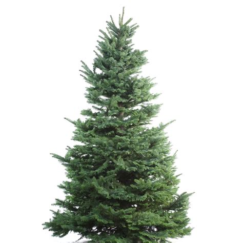 9-10-ft Fresh Noble Fir Christmas Tree at Lowes.com