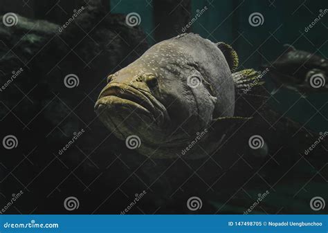 Giant Grouper Fish in the Aquarium Stock Image - Image of menu, body ...