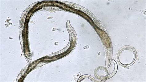 Beneficial Nematodes For Termtites: Are They Really Effective? | PestsGuide