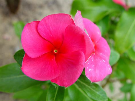 File:Pink flower (1).jpg - Wikimedia Commons