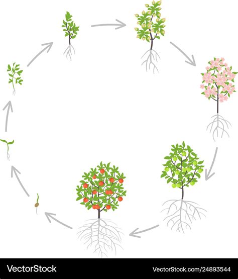 Apple tree growth stages Royalty Free Vector Image