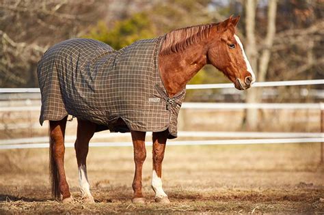 What is a Gelding? Understanding Horse Terms | LearningHorses.com