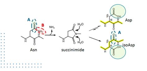 Protein Dynamic Solutions | Charge Variants / Deamidation