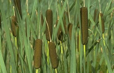 Featured Plant: Cattail, the Supermarket of the Swamp