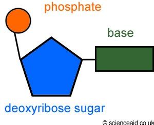 DNA-Building-Block - Chemistry School