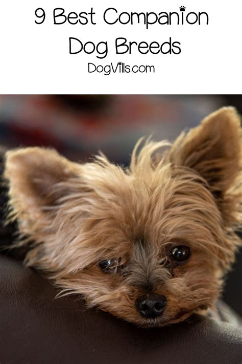 9 Good Companion Dog Breeds to Adopt - DogVills