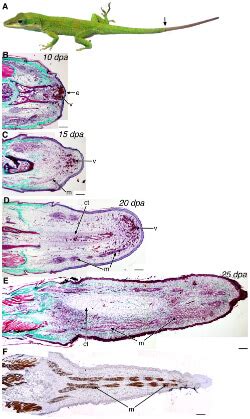 Unlocking the Mystery of Limb Regeneration: Genes for Lizard Tail Regrowth Determined