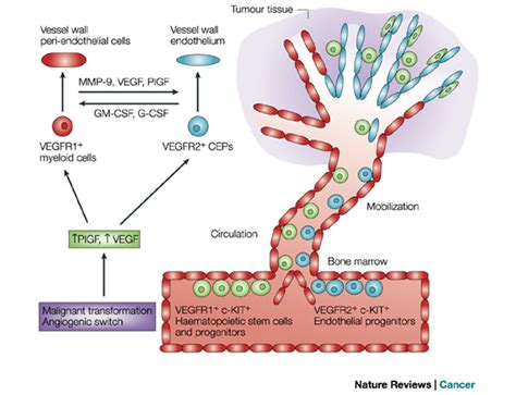 Haematopoietic stem, progenitors and precursor cells co-mobilize with ...