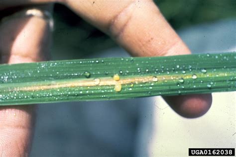 bacterial leaf blight of rice (Xanthomonas oryzae pv. oryzae) on rice ...