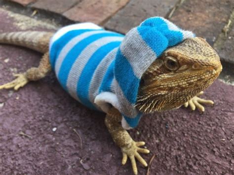 What Happens If A Bearded Dragon Gets Too Cold? | MyPetCareJoy