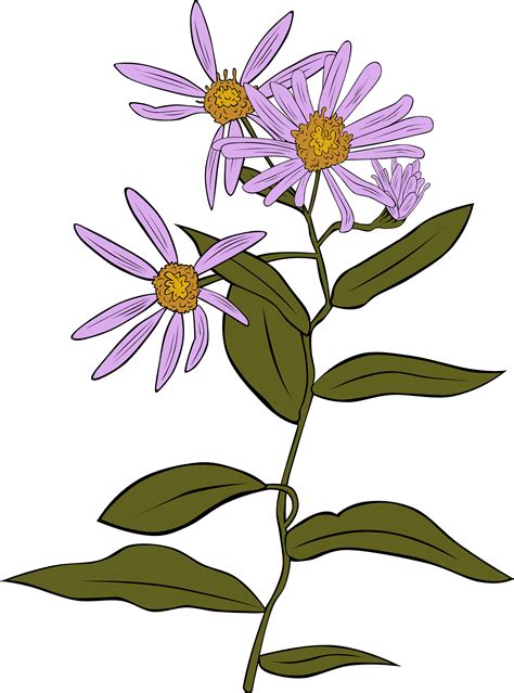 Aster Flower Drawing - ClipArt Best