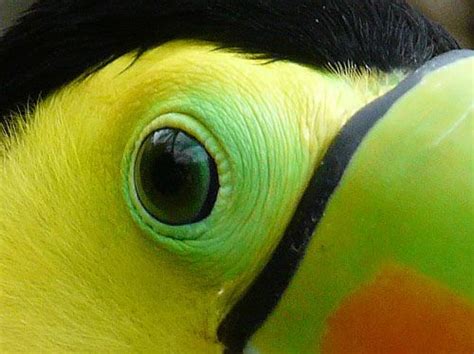 macro toucan eyes Pretty Birds, Beautiful Birds, Animals Beautiful, Beautiful People, Science ...