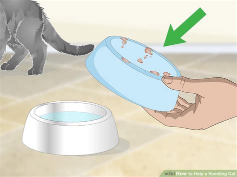 How to Help a Vomiting Cat: 14 Steps (with Pictures) - wikiHow