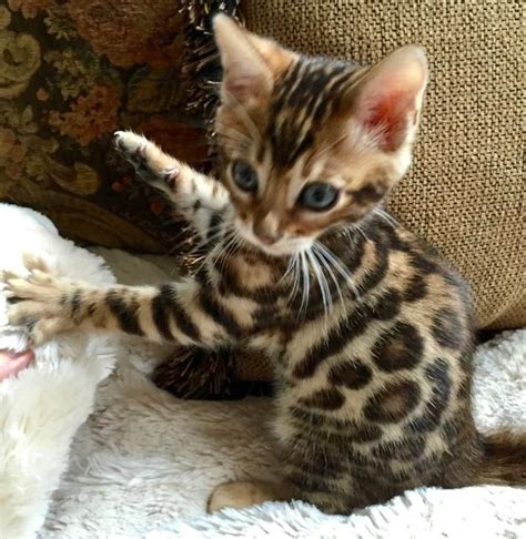 Image result for bengal newborn kittens | Bengal kitten, Newborn kittens, Kitten images