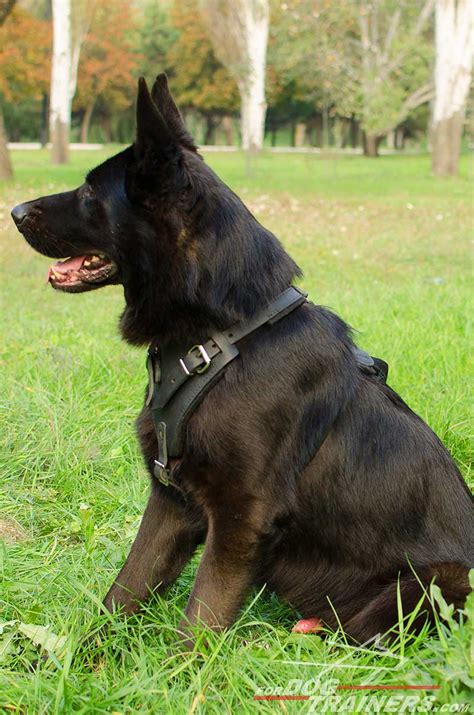 Buy Best Harness for Large Dogs|German Shepherd Comfort Harness