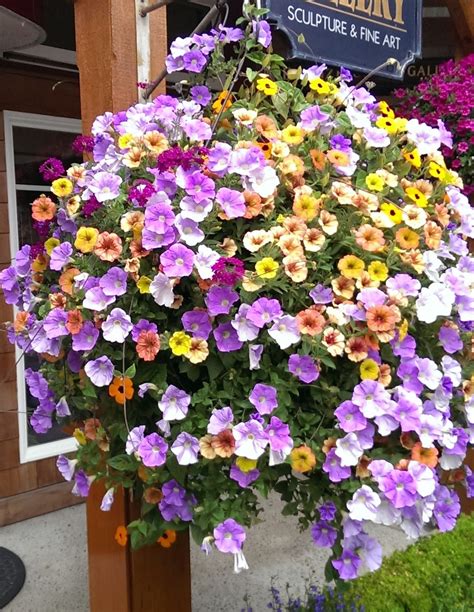 Petunia hanging basket | Hanging flower baskets, Container gardening flowers, Petunia hanging ...