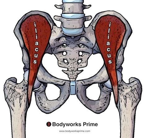 Iliacus Muscle Anatomy - Bodyworks Prime