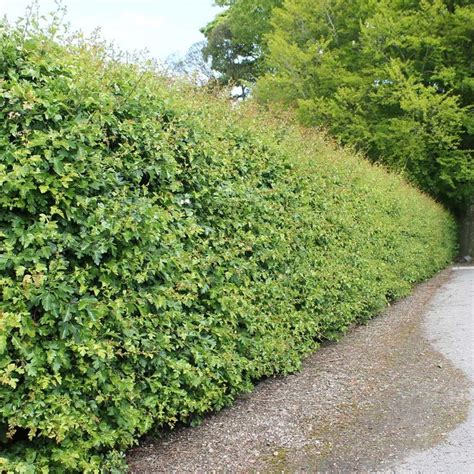 Hawthorn hedge plants | Hedging plants, Hedges, Plants